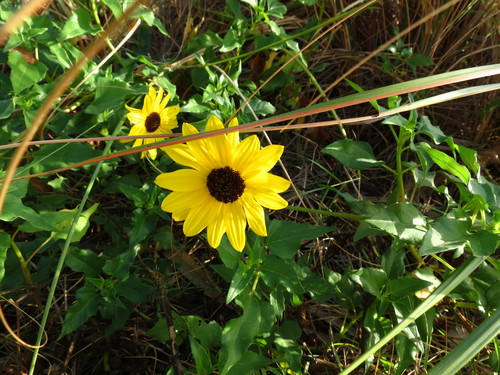 Helianthus debilis image