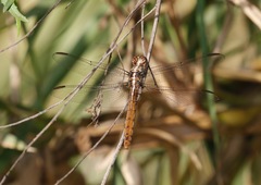 Orthemis ferruginea