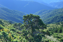 Juniperus squamata