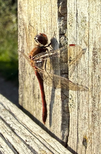Common Darter