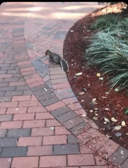 Sciurus carolinensis