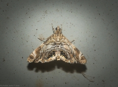 Hylebatis scintillifera