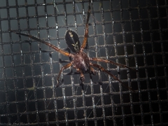 Leichhardteus albofasciatus