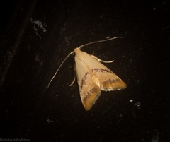 Hapaloteucha paragramma