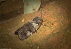 Thoracolopha flexirena