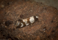 Isomoralla gephyrota