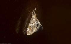 Hylebatis scintillifera