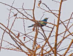 Lamprotornis chloropterus