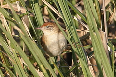 Spartonoica maluroides
