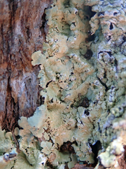 Flavoparmelia haywardiana