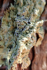 Flavoparmelia haywardiana