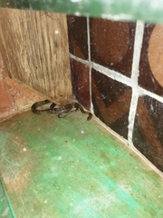 Leptodeira nigrofasciata