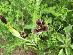 Tigridia vanhouttei