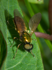 Chloromyia