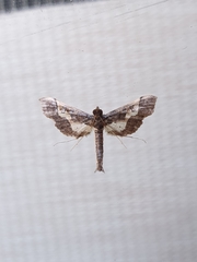 Hydriris ornatalis