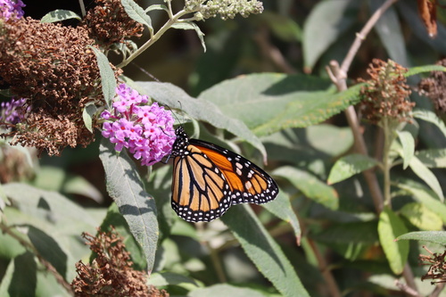 iNaturalist observation photo of Monarch