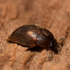 Amphicrossus ciliatus