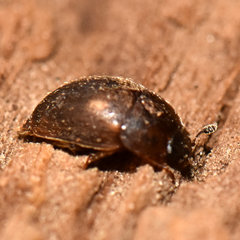 Amphicrossus ciliatus