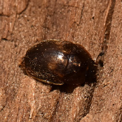 Amphicrossus ciliatus