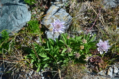 Scabiosa lacerifolia