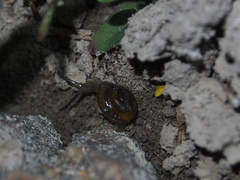 Macrochlamys nitidissima