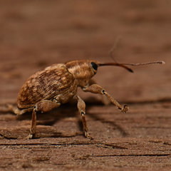 Curculio nasicus