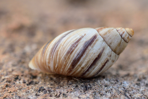 Mesembrinus hegewischi