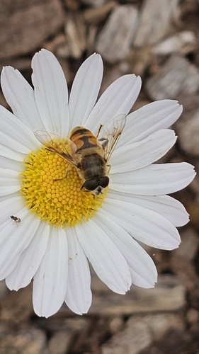 Unknown species found near Madison, CT 06443, USA