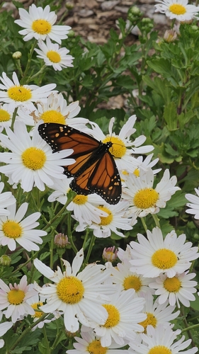 Monarch Butterfly