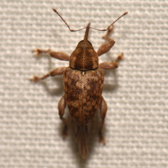 Curculio nasicus