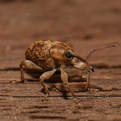 Curculio nasicus