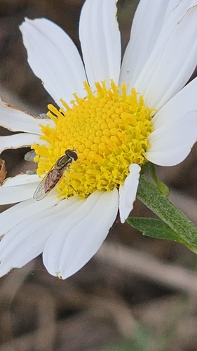 Unknown species found near Madison, CT 06443, USA