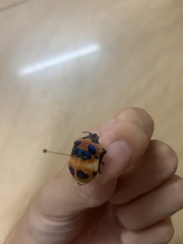 Tea Seed Bug