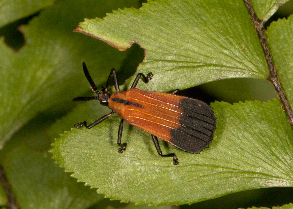Oxychalepus posticatus