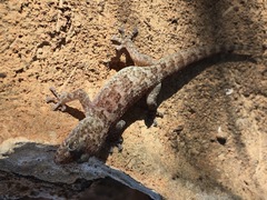 Phyllodactylus nocticolus