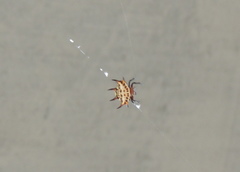 Gasteracantha curvispina