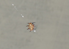 Gasteracantha curvispina