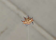 Gasteracantha curvispina