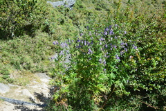 Aconitum fukutomei