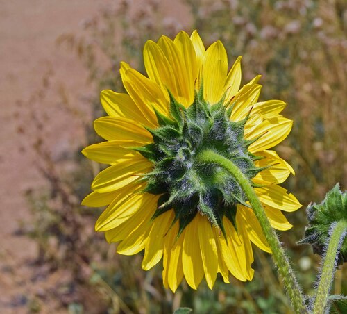 Helianthus annuus