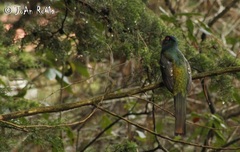 Trogon mexicanus