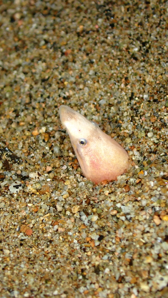 Gier-slangaal (Ichthyapus vulturis) — Ophichthidae
