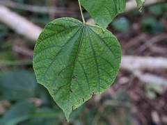 Heliocarpus