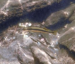 Percina aurantiaca