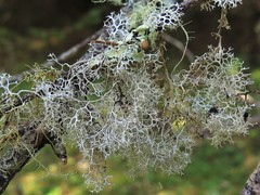 Pseudevernia cladonia