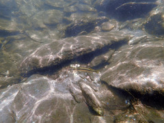 Percina aurantiaca