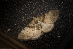 Syneora adelphodes