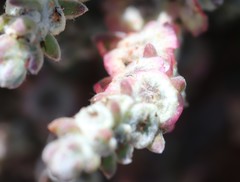 Maireana trichoptera