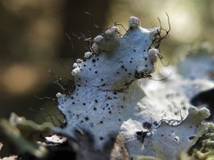 Abrothallus parmotrematis