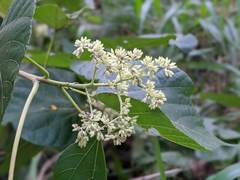 Heliocarpus